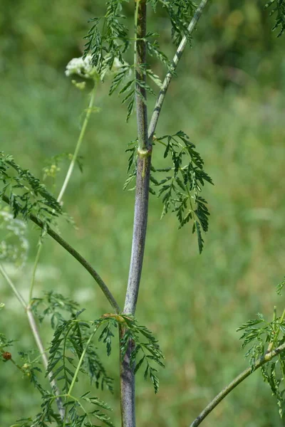 Hemlock Conium Maculatum Łodyga Ukazująca Purpurowe Plamy Rdzeń Jadowitej Rośliny — Zdjęcie stockowe