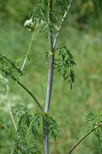 Hemlock Conium Maculatum Łodyga Ukazująca Purpurowe Plamy Rdzeń Jadowitej Rośliny — Zdjęcie stockowe