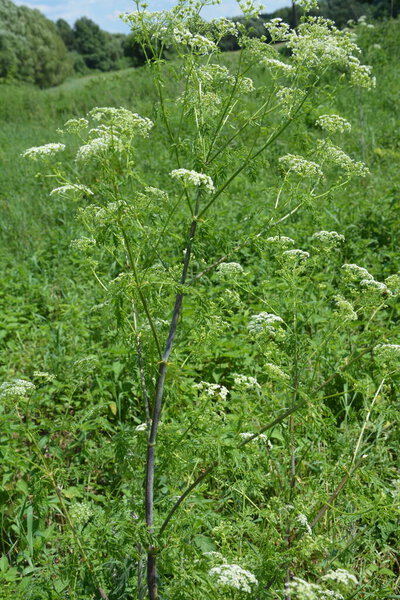 Hemlock (Conium maculatum) stem showing purple blotches. The stem of the poisonous hemlock plant, with purple spots.