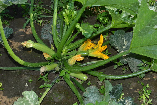 Flowering and ripe fruits of zucchini in vegetable garden - selective focus, copy space