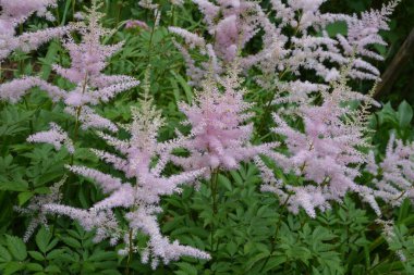 Astilbe plant (also called false goat's beard and false spirea) with pink feathery plumes of flowers growing in the garden clipart