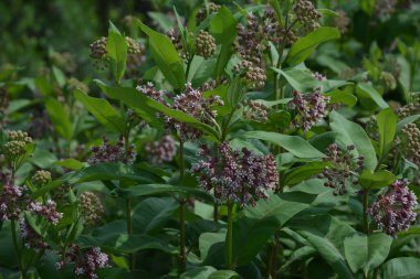 Süt otunun (Asclepias syriaca) yumuşak pembe çiçekleri. Kapalı pembe süt otu bitkisi, yeşil yaprak arka plan