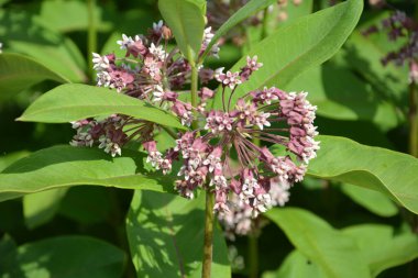 Süt otunun (Asclepias syriaca) yumuşak pembe çiçekleri. Kapalı pembe süt otu bitkisi, yeşil yaprak arka plan