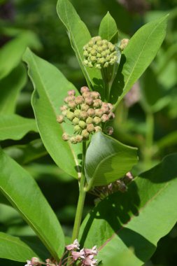Süt otunun (Asclepias syriaca) yumuşak pembe çiçekleri. Kapalı pembe süt otu bitkisi, yeşil yaprak arka plan