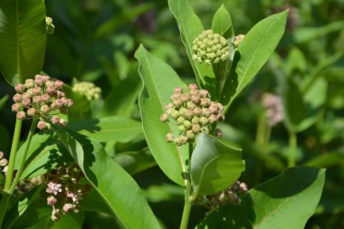 Süt otunun (Asclepias syriaca) yumuşak pembe çiçekleri. Kapalı pembe süt otu bitkisi, yeşil yaprak arka plan