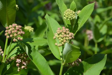 Süt otunun (Asclepias syriaca) yumuşak pembe çiçekleri. Kapalı pembe süt otu bitkisi, yeşil yaprak arka plan