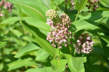 Süt otunun (Asclepias syriaca) yumuşak pembe çiçekleri. Kapalı pembe süt otu bitkisi, yeşil yaprak arka plan