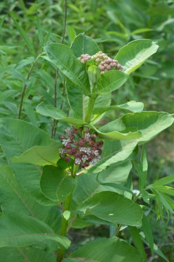 Süt otunun (Asclepias syriaca) yumuşak pembe çiçekleri. Kapalı pembe süt otu bitkisi, yeşil yaprak arka plan