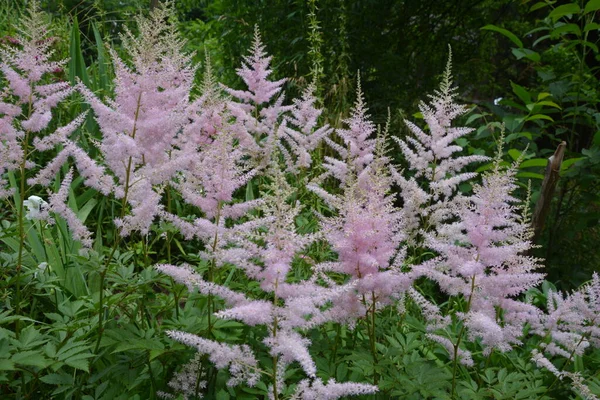 庭で成長する花のピンク色の羽状複葉を持つアスチルベ植物 別名偽ヤギのひげと偽の尖塔 — ストック写真