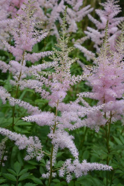 Astilbe plant (also called false goat\'s beard and false spirea) with pink feathery plumes of flowers growing in the garden