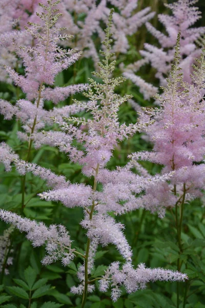 庭で成長する花のピンク色の羽状複葉を持つアスチルベ植物 別名偽ヤギのひげと偽の尖塔 — ストック写真