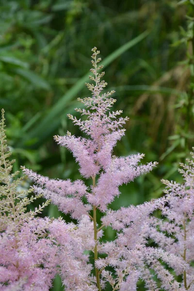 Astilbe Aussi Appelé Fausse Barbe Chèvre Fausse Spirée Avec Des — Photo