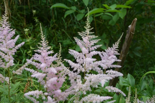 庭で成長する花のピンク色の羽状複葉を持つアスチルベ植物 別名偽ヤギのひげと偽の尖塔 — ストック写真