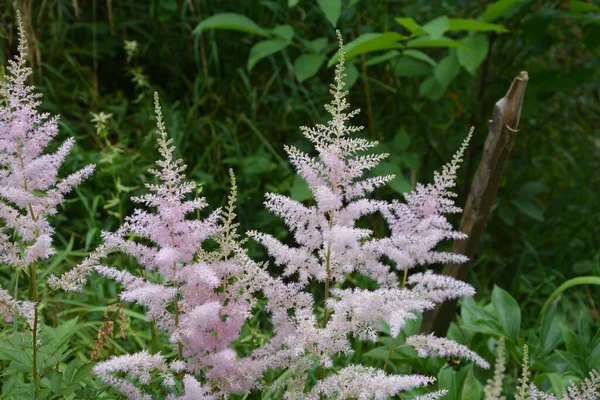 Astilbe Plant Ook Wel Valse Geit Baard Valse Spirea Met — Stockfoto