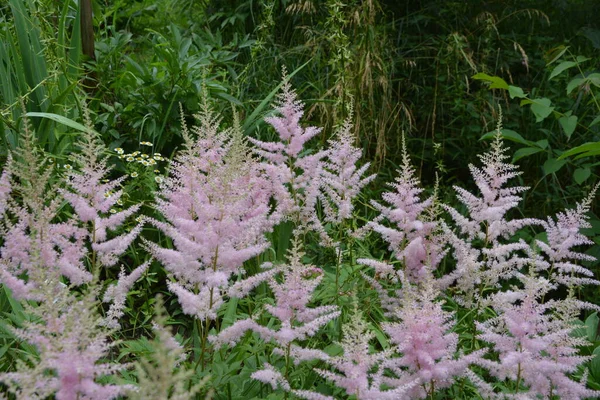 庭で成長する花のピンク色の羽状複葉を持つアスチルベ植物 別名偽ヤギのひげと偽の尖塔 — ストック写真