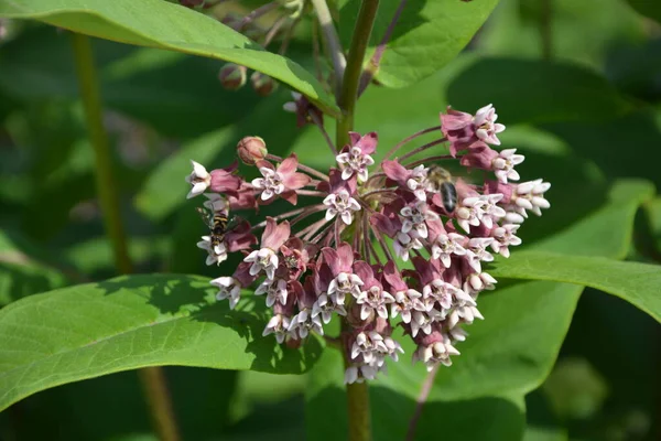 Soft pink flowers of common Milkweed (Asclepias syriaca).Closeup pink milkweed plant flowers green leaf background