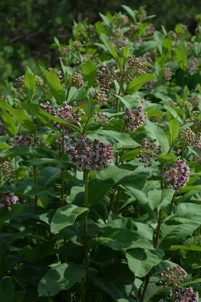 Soft pink flowers of common Milkweed (Asclepias syriaca).Closeup pink milkweed plant flowers green leaf background