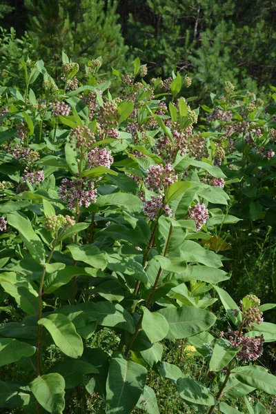 Soft pink flowers of common Milkweed (Asclepias syriaca).Closeup pink milkweed plant flowers green leaf background