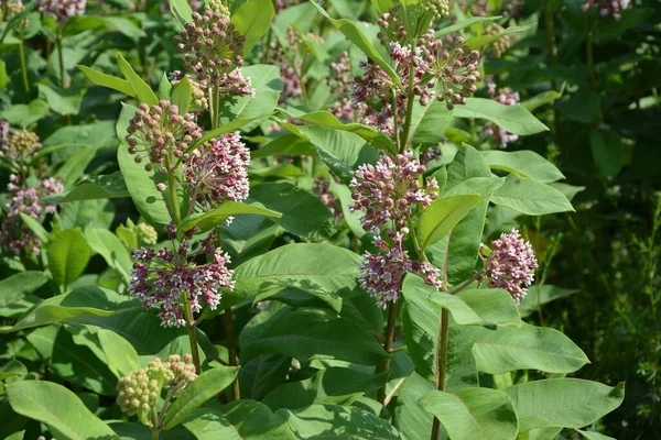 Soft pink flowers of common Milkweed (Asclepias syriaca).Closeup pink milkweed plant flowers green leaf background