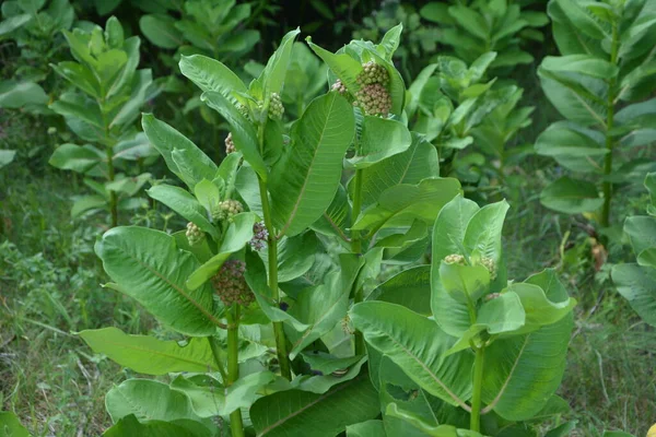 普通米草 Asclepias Syriaca 的软粉色花 — 图库照片