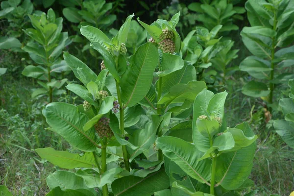 一般的なミルクウィードの柔らかいピンクの花 Asclepias Syriaca クローズアップピンクのミルクウィード植物の花緑の葉の背景 — ストック写真