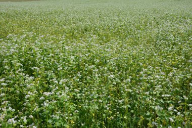 Yaz güneşi ışınlarında çiçek açan karabuğday (Fagopyrum esculentum) tarlası, yakın plan. Yenilebilir bitki ve otların botanik koleksiyonu, karabuğday veya çiçek açan sıradan karabuğday bitkisi.