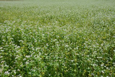 Yaz güneşi ışınlarında çiçek açan karabuğday (Fagopyrum esculentum) tarlası, yakın plan. Yenilebilir bitki ve otların botanik koleksiyonu, karabuğday veya çiçek açan sıradan karabuğday bitkisi.