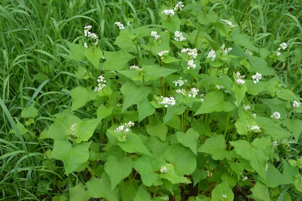 Blühendes Buchweizenfeld Fagopyrum Esculentum Den Strahlen Der Sommersonne Aus Nächster — Stockfoto