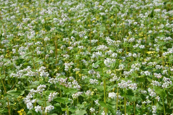 Champ Sarrasin Fagopyrum Esculentum Fleurs Dans Les Rayons Soleil Été — Photo