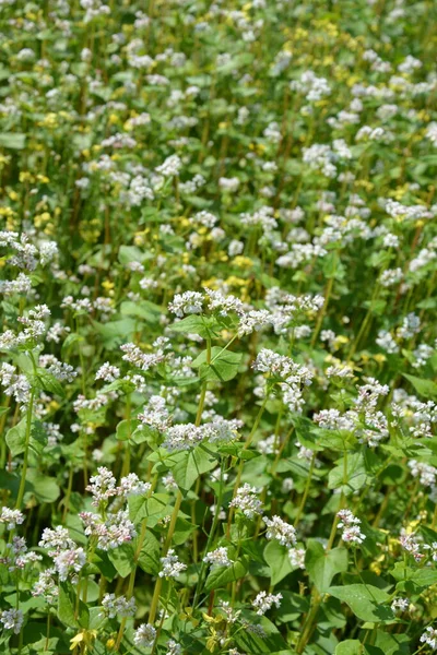 Virágzó Hajdina Fagopyrum Esculentum Területen Sugarak Nyári Nap Közel Botanikai — Stock Fotó