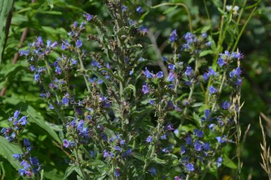 Blueweed (Echium Vulgare) ayrıca Borage Ailesi Boraginaceae 'de bir çiçek bitkisidir.