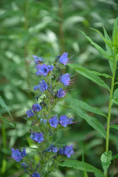 Blueweed Echium Vulgare Také Známý Jako Viper Bugloss Kvetoucí Rostlina — Stock fotografie