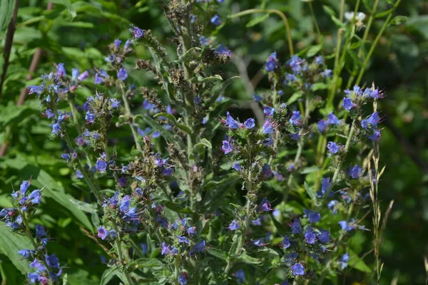 Blauwwier Echium Vulgare Ook Wel Bekend Als Viper Bugloss Een — Stockfoto