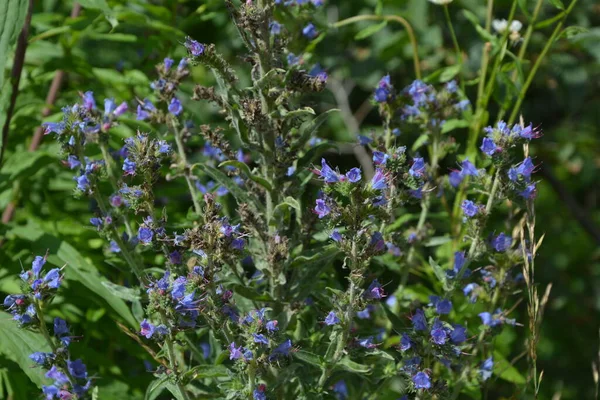 ブルーウィード Echium Vulgare は別名バイパーズ ブグロス Viper Bugloss とも呼ばれ ボラージュ科の開花植物です — ストック写真