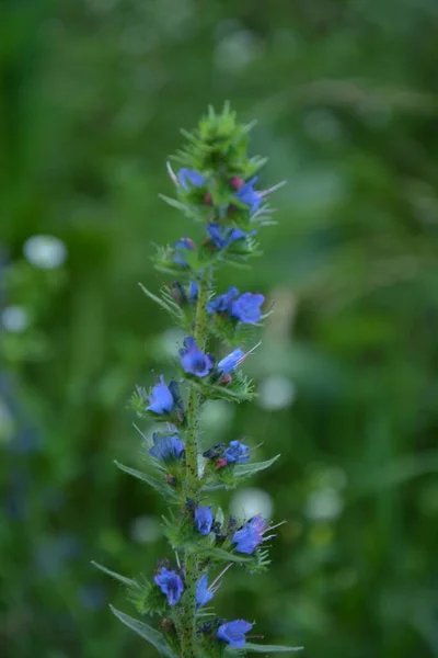 Blueweed Echium Vulgare Také Známý Jako Viper Bugloss Kvetoucí Rostlina — Stock fotografie