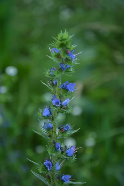 Blueweed Echium Vulgare Také Známý Jako Viper Bugloss Kvetoucí Rostlina — Stock fotografie