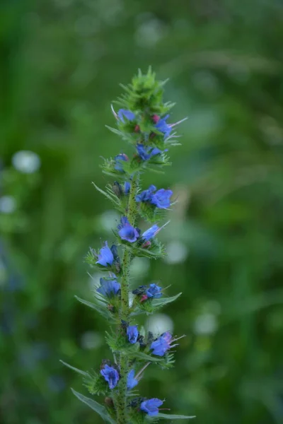 Blueweed Echium Vulgare Also Know Viper Bugloss Flowering Plant Borage — Stock Photo, Image