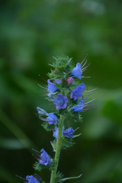 Blueweed Echium Vulgare También Conocida Como Bugloss Viper Una Planta — Foto de Stock