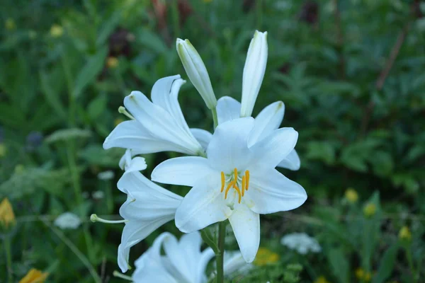Vit Lilja Blomma Sommaren Morgon Detalj Vita Lilja Blommor Lilium — Stockfoto