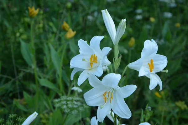 Fleur Lys Blanc Matin Été Détail Des Fleurs Lys Blanc — Photo