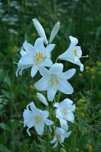 White lily flower in summer morning.Detail of white lily flowers (Lilium candidum) in garden after a storm.Beautiful white lily flower close up with copy space