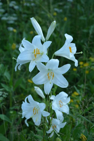 Flor Lírio Branco Manhã Verão Detalhe Flores Lírio Branco Lilium — Fotografia de Stock
