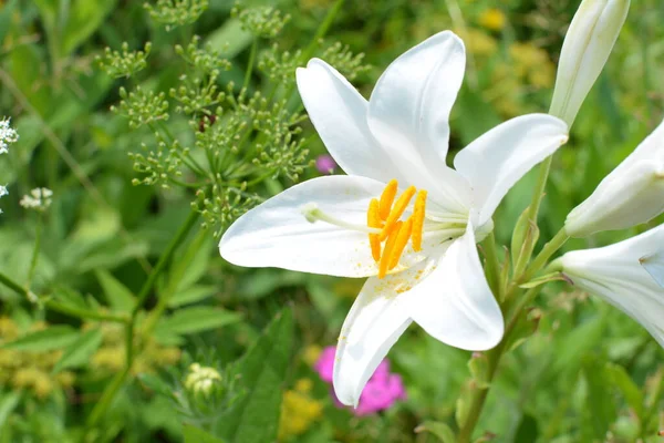 Vit Lilja Blomma Sommaren Morgon Detalj Vita Lilja Blommor Lilium — Stockfoto
