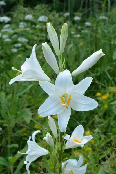 White lily flower in summer morning.Detail of white lily flowers (Lilium candidum) in garden after a storm.Beautiful white lily flower close up with copy space