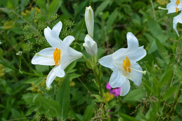Witte Lelie Bloem Zomerochtend Detail Van Witte Lelie Bloemen Lilium — Stockfoto