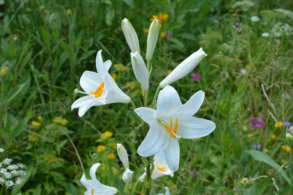 Белый Лилий Цветок Летнее Утро — стоковое фото