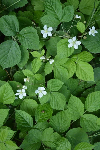 White Flower Rubus Ulmifoliuses Species Sarmentous Looking Shrub Rosaceae Family — Stock Photo, Image