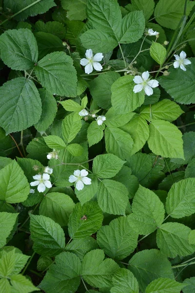 Rubus Ultraviyole Çiçeğinin Beyaz Çiçeği Rosaceae Familyasından Sarmal Görünümlü Bir — Stok fotoğraf