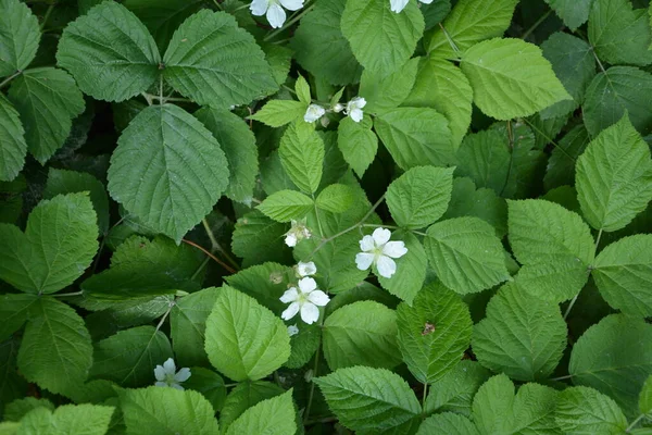 Rubus Ultraviyole Çiçeğinin Beyaz Çiçeği Rosaceae Familyasından Sarmal Görünümlü Bir — Stok fotoğraf