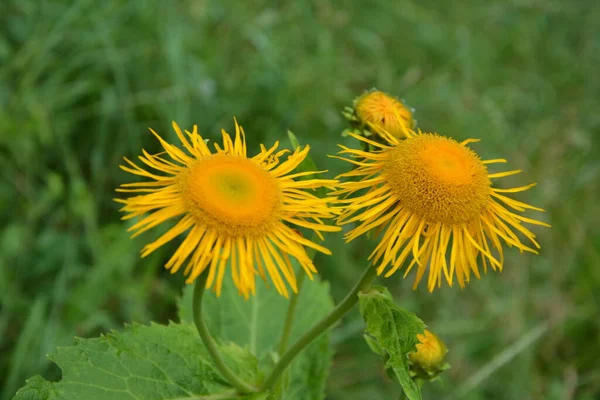 Telekia Speciosa Planta Silvestre Olho Amarelo Telekia Speciosa Flores Montanhas — Fotografia de Stock